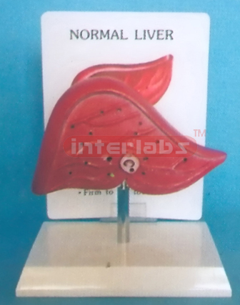 DESK TYPE NORMAL LIVER MODEL  WITH DESCRIPTION PLATE